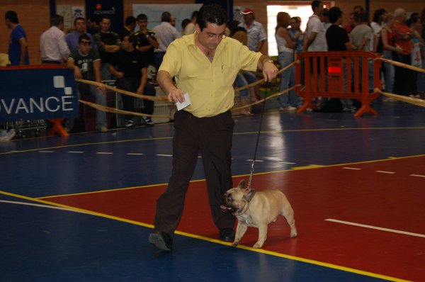 Bulldog frances lonado Fozzy en exposicion