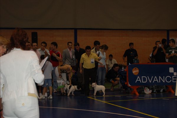 Exposicion Castellon de bulldog frances con Fibi