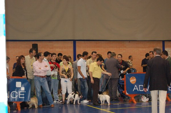 Exposicion bulldog frances Fibi