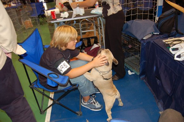 Exposicion de Castellon bulldog frances fawn