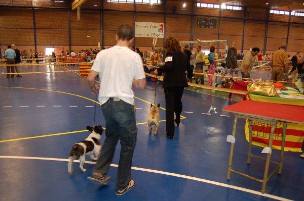 Exposicion de bulldog frances Fozzy