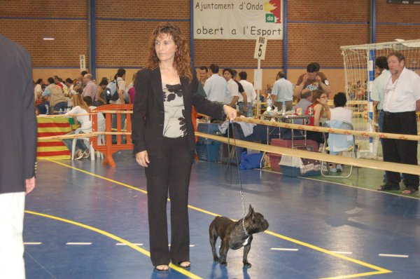 Exposicion de bulldog frances atigrado en Castellon