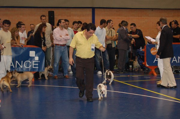 Fibi compitiendo en rin con otros bulldog frances