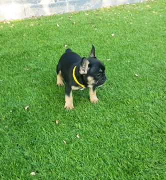 Fisologia canina del bulldog frances