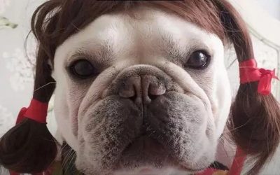 Obstrucciones intestinales en el bulldog