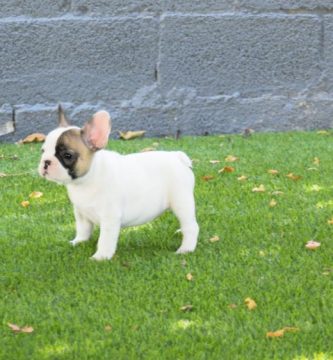 alergias cutaneas en perros bulldog frances