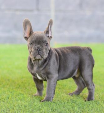 Cachorros bulldog frances blue, tambien llamado blue and tan