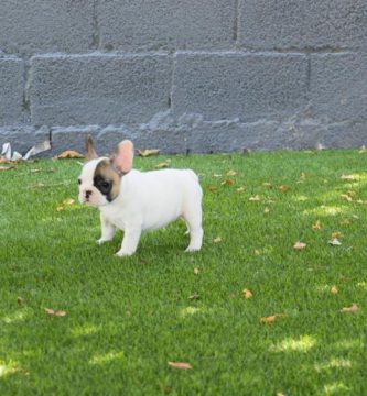 Cachorros de bulldog frances blanco, Blanqui 2