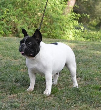 Foto de hembra de bulldog frances blanca y atigrada