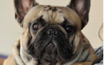 Macho de Bulldog Frances Rosa dorara Aragorn