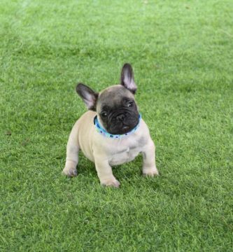 bonito cachorro bulldog frances leonado, fawn, canela, crema
