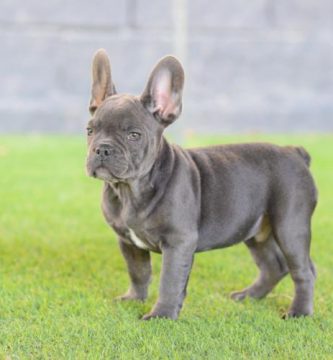 bulldog ftrances azul, cachorros machos. Luisito 5, color azul