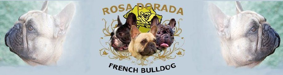 Criadores de Bulldog Frances