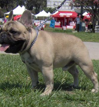 Macho de bulldog frances fawn Fozzy