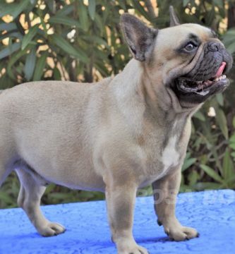 Bulldog frances Jhon el Rojo macho leonado