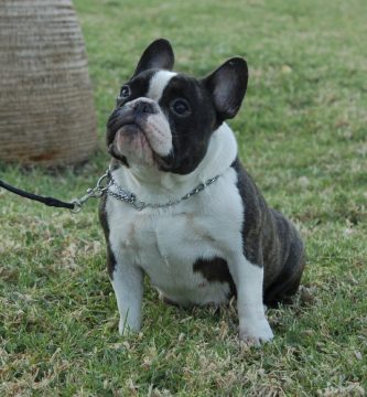 Hembra de bulldog frances Jenifer