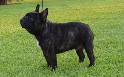 Macho atigrado de Bulldog Frances Rosa Dorada Tito