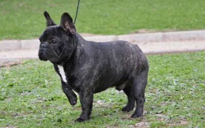 Macho atigrado de bulldog frances Rosa Dorada Valentino