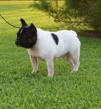 Rosa Dorada Simeon, macho pied posando