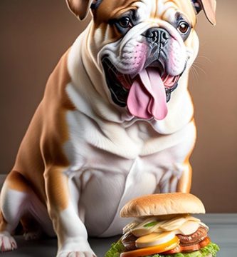 bulldog frances comiendo un sándwich