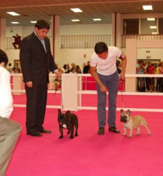 Ejemplares atigrados y leonados en madrid-6