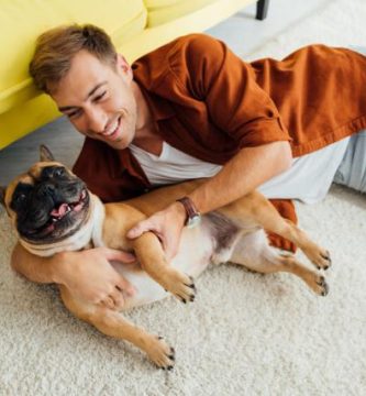 tratamiento epilepsia bulldog frances